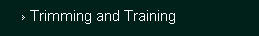 Trimming and Training